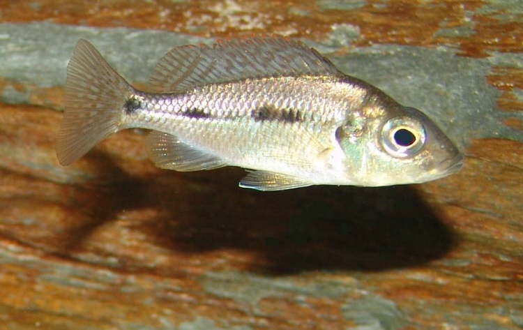 Protomelas similis 'Senga Bay'